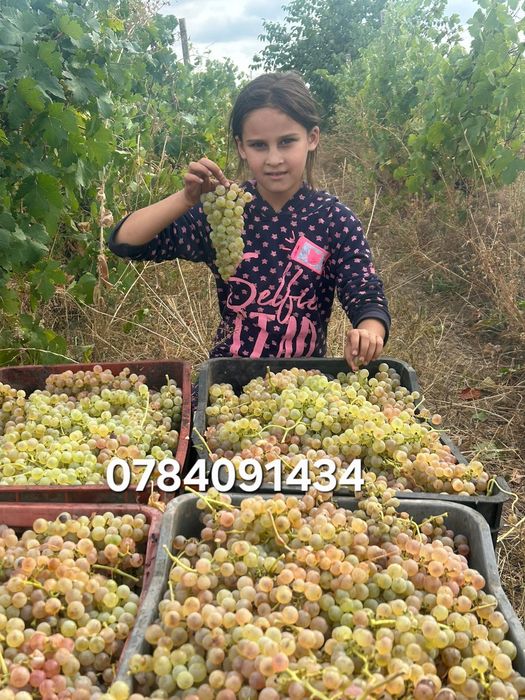 Struguri pentru vin producție 2025