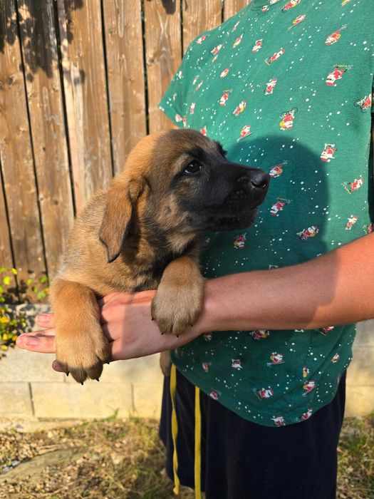 Donez pui metis Malinoise