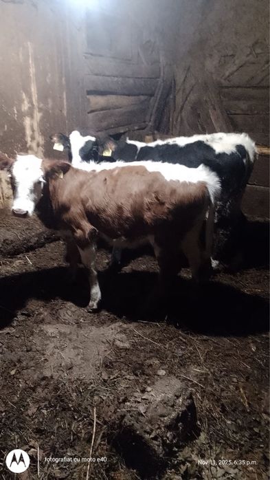 Vand vitei - doua bucati