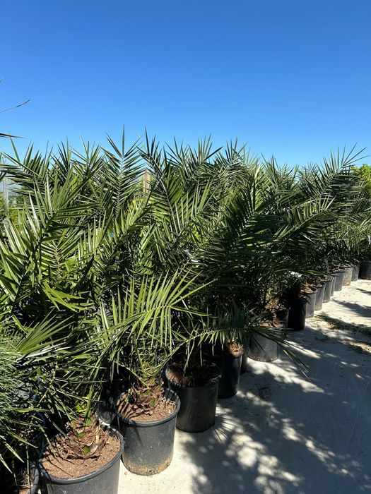 Leylandii, tuia, mesteacăn, tuia la preț de producător