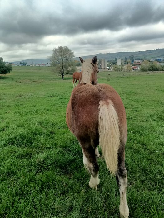 Mânz de 5 luni de vanzare