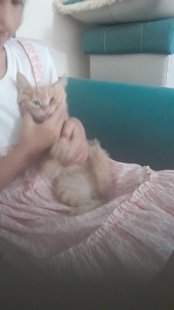 Отдам котят в добрые руки. Котята чистые, знают лоток