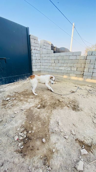 Алабай ит сатылады