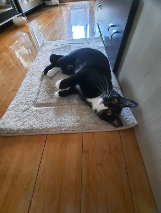 Charlie cauta stapani iubitori