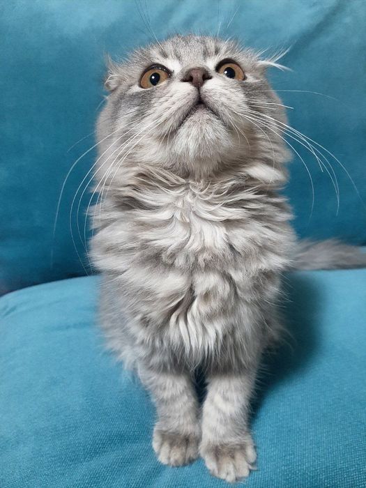 Срочна скидка  Продается котята