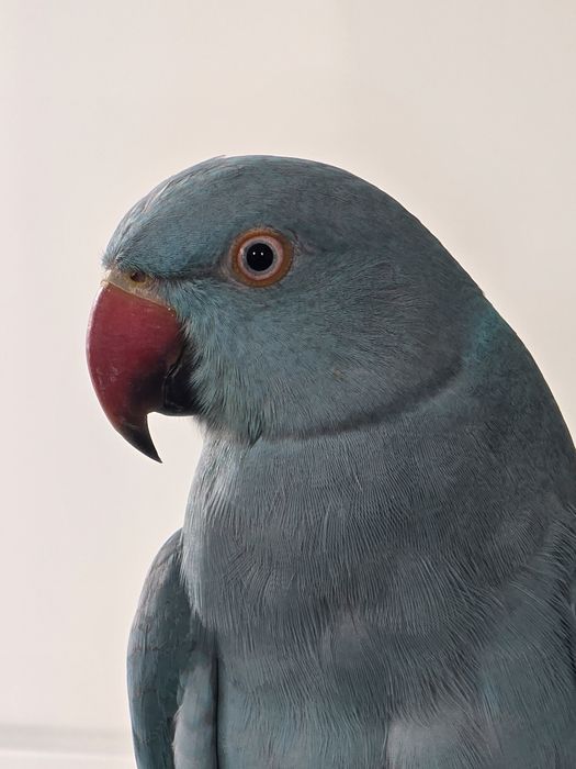 Papagal Micul Alexandru