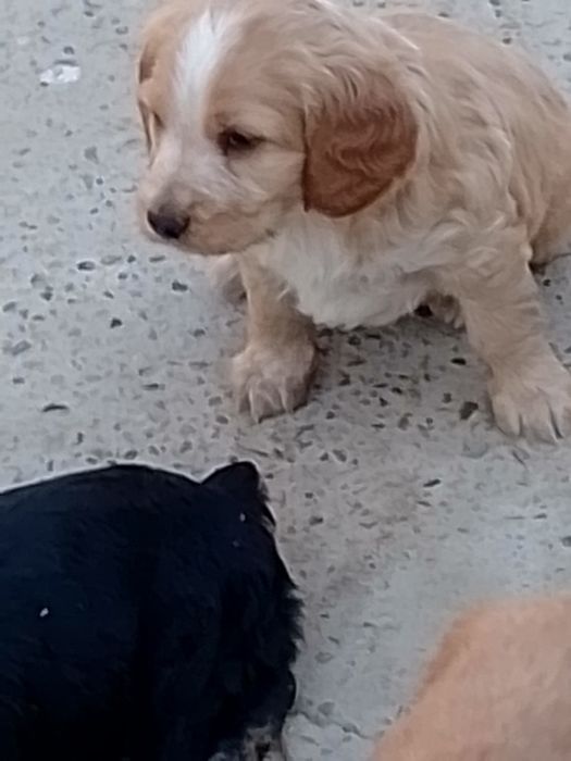 Продаётся щенки русский спанель