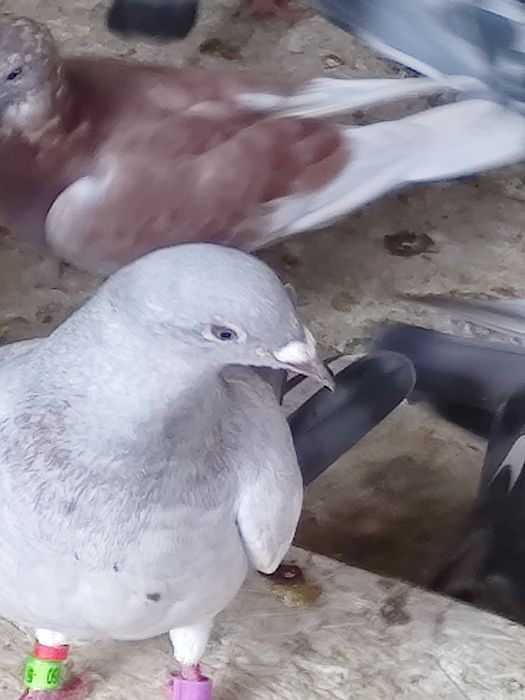 Vând porumbei de anul ăsta și bătrâni sau schimb lot de 30 bucati