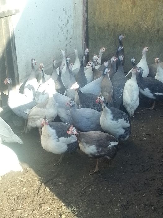 Bibilici diferite culori de vânzare