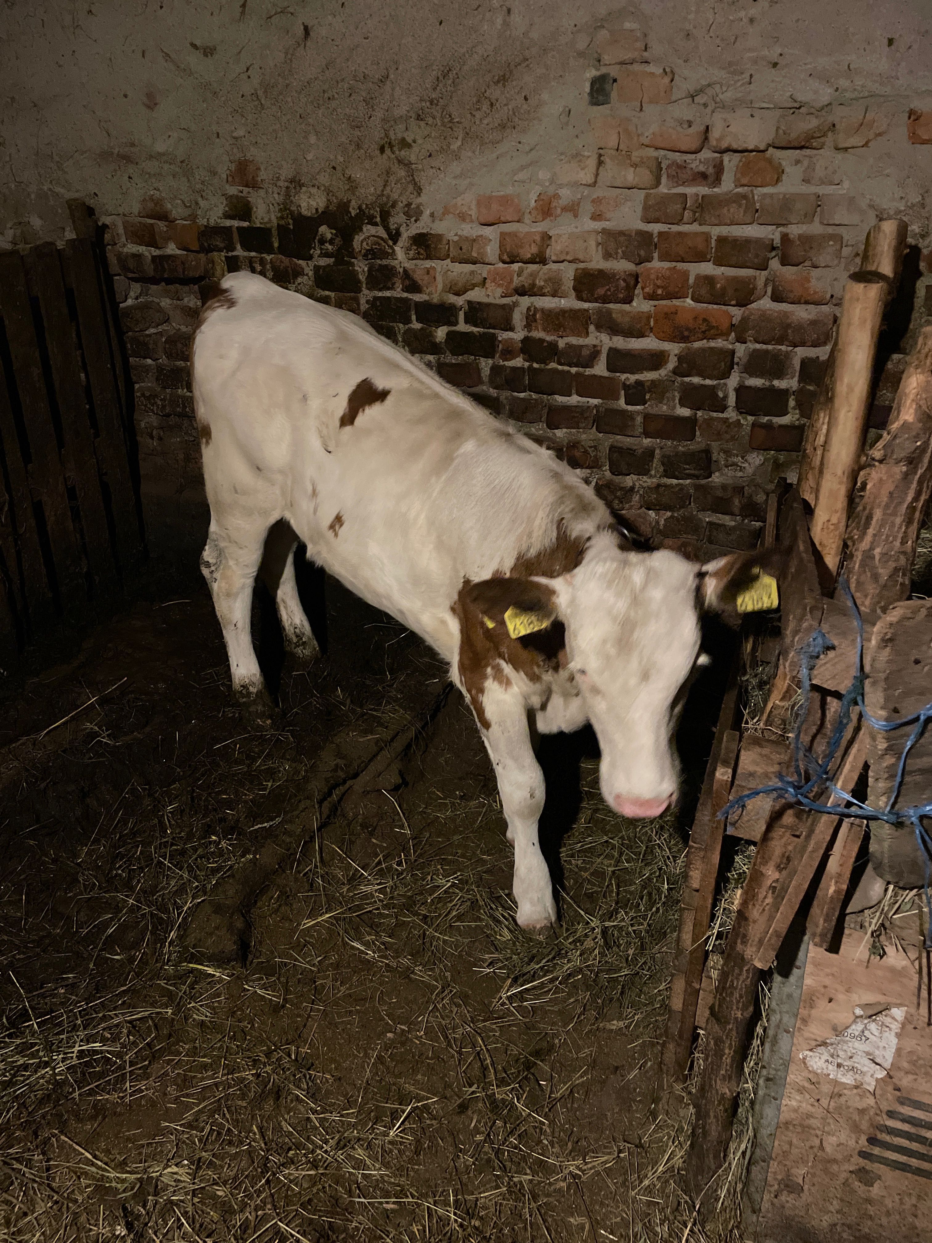 Vițeaua de 4 luni