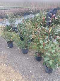 Photinia Red Robin