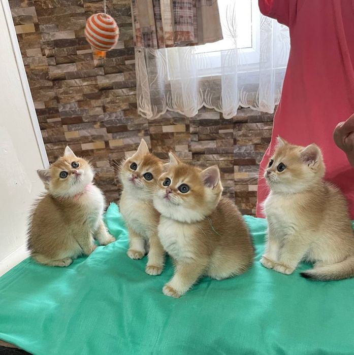 Британцы  полный пакет документов