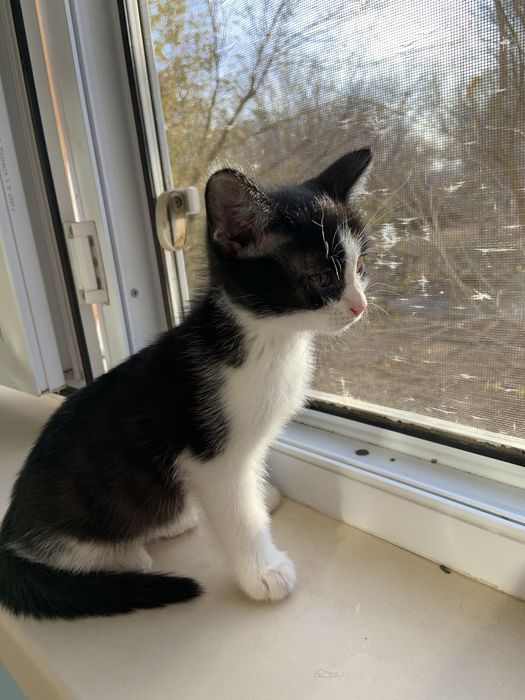 Котенок 2 мес отдам в хорошие руки