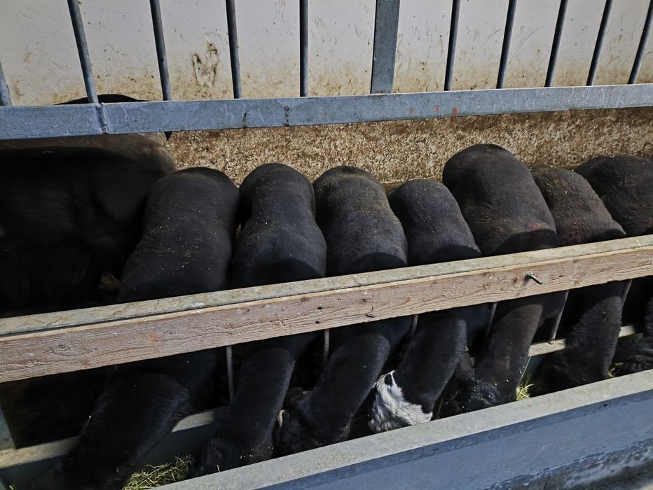 Қой, семіз еркек тоқтылар сатылады.