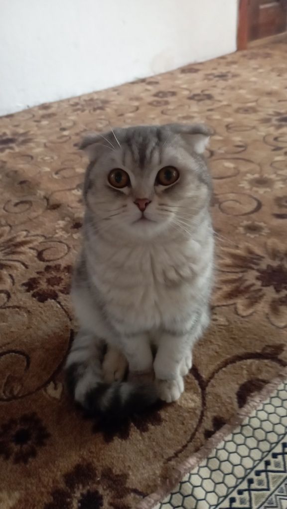 Продаются котик 1 годик