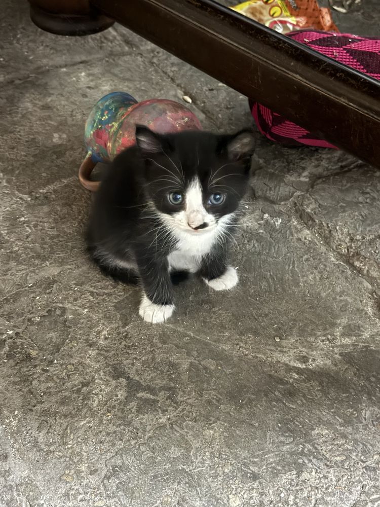 Подаряваме котенца