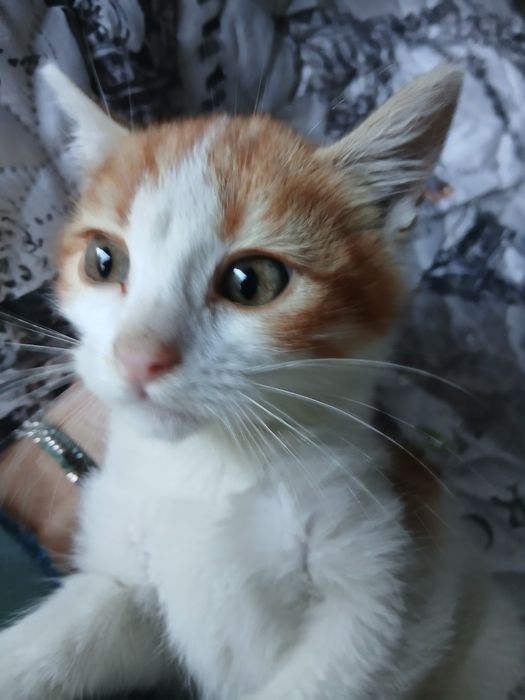 Млад и зелен търси дом