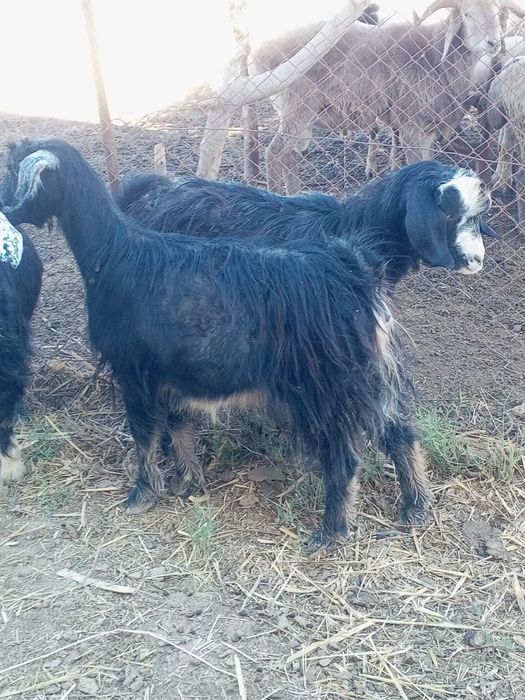 2 та кал гечила сотилади