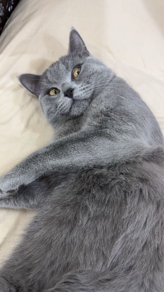Кошки mushuk o’g’il bollla