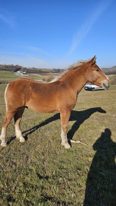 Vând mânz foarte frumos