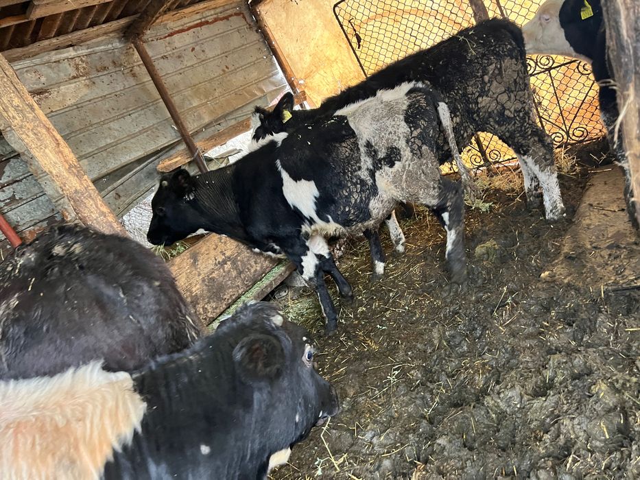 Vând 5 viței rasa holstaine și Angus