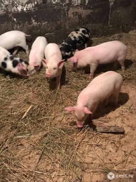 Сельское хозяйство