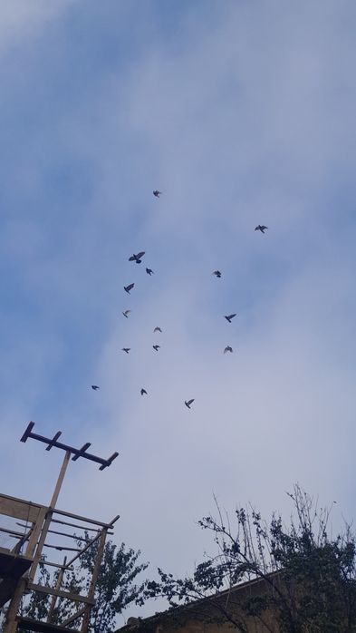 Vând porumbei, voiajori sport ptr maraton și ornament diversificat