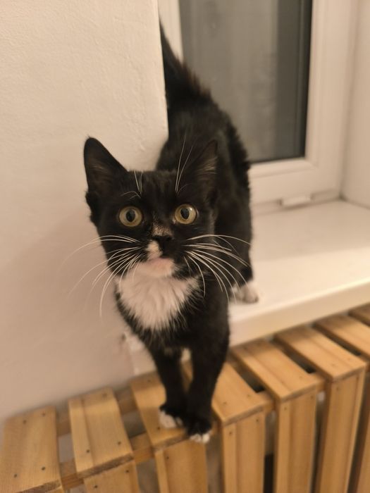 Котенок мальчик ищет дом