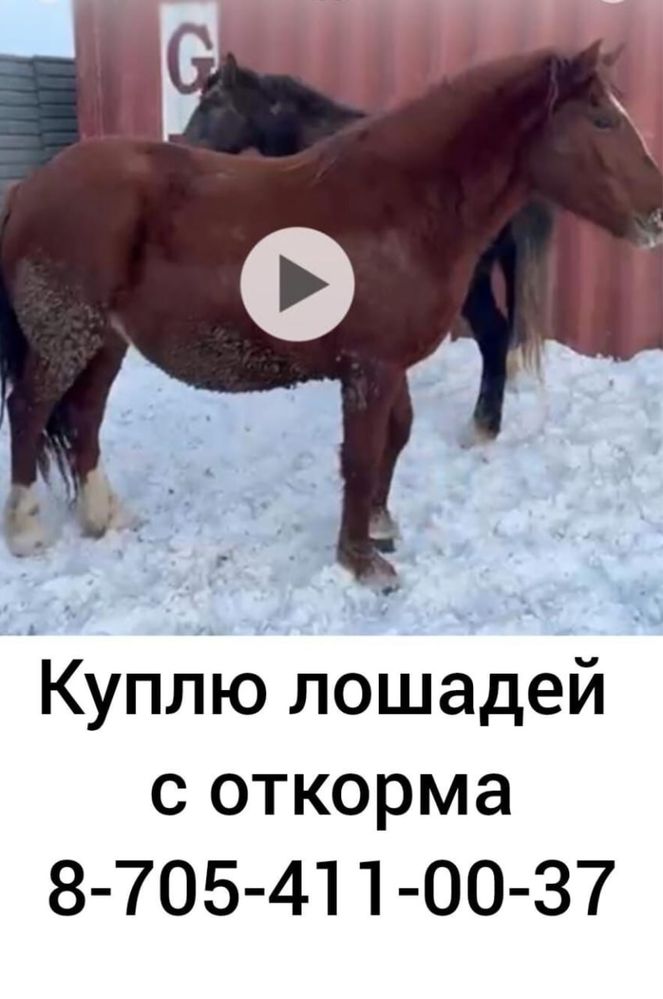 Лошадей с откорма