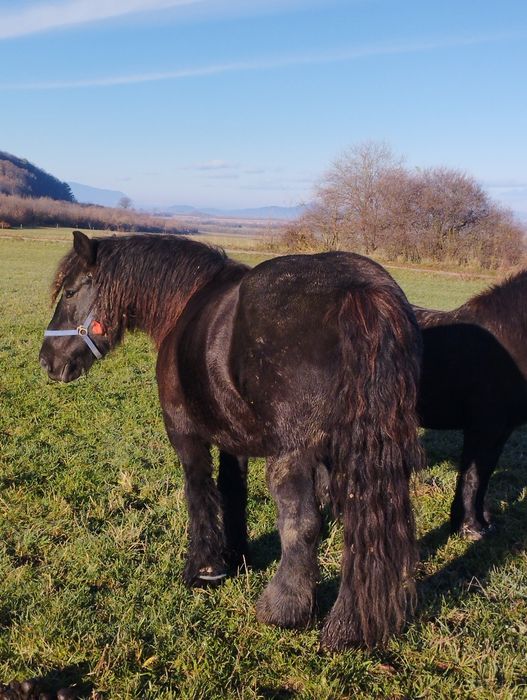 Iapă de vânzare ...