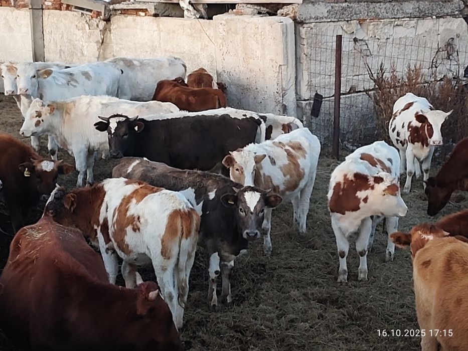 Продам справных телок