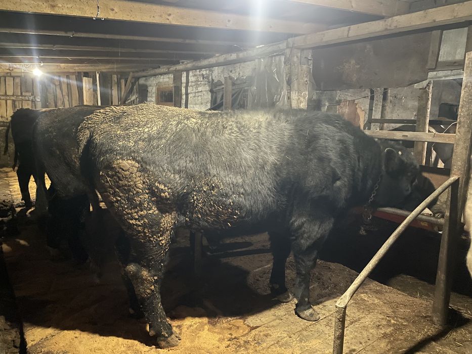 Ангус возрост 1,8