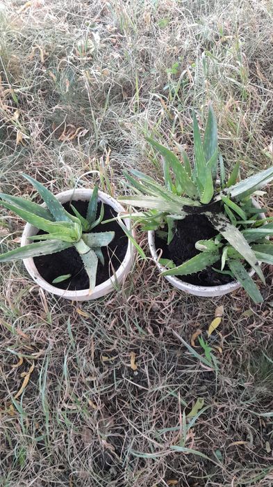 Vind aloe vera,100 lei