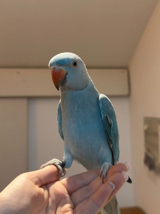 Papagal micul Alexander turcoaz