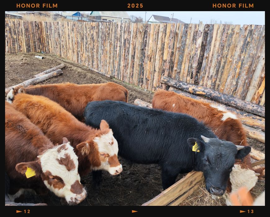 Продам упитанных подсосных бычков 10 голов