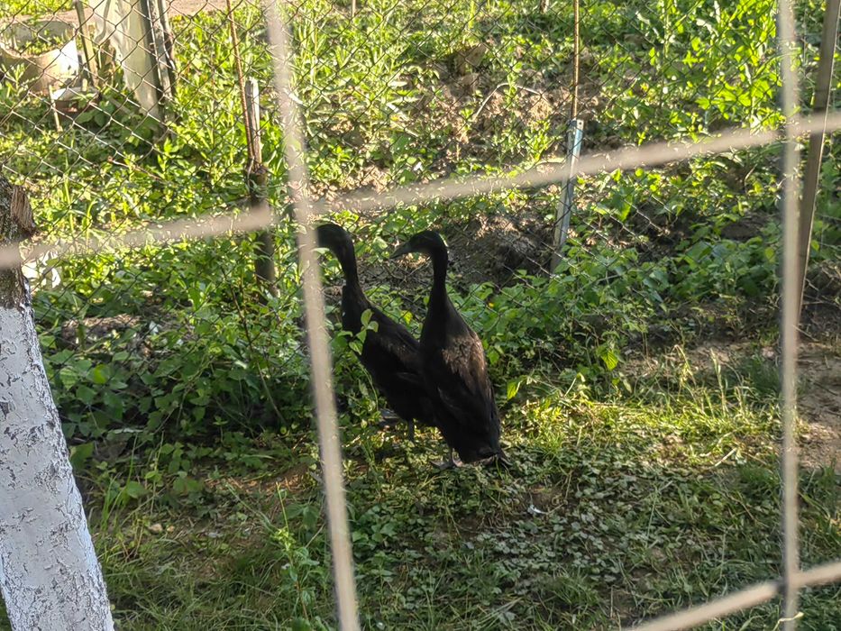 De vânzare două rațe indiene,mascul și femelă,nu livrez ,în țară.