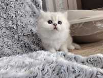 British Longhair femela
