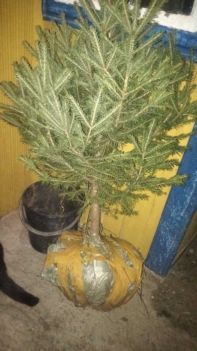 Ёлки -шырша метровый