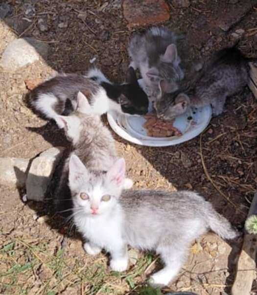 Ofer spre adopție 5 pisoiași drăgălași