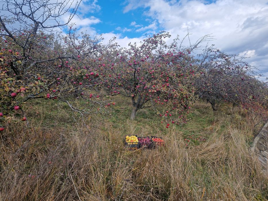 Mere Bio diverse Soiuri