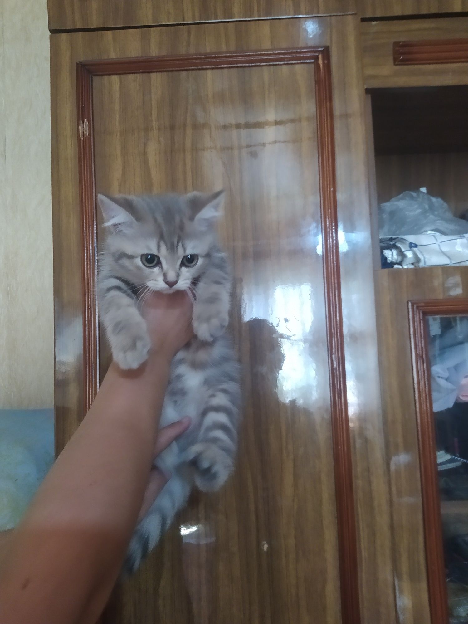 Шотландские скотиш Страйт котята.