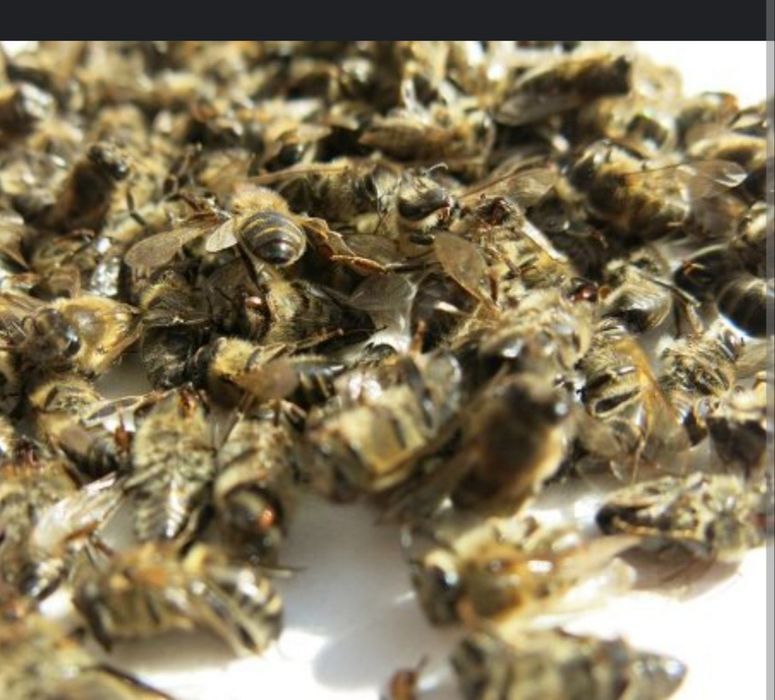 Подмор пчелиный,