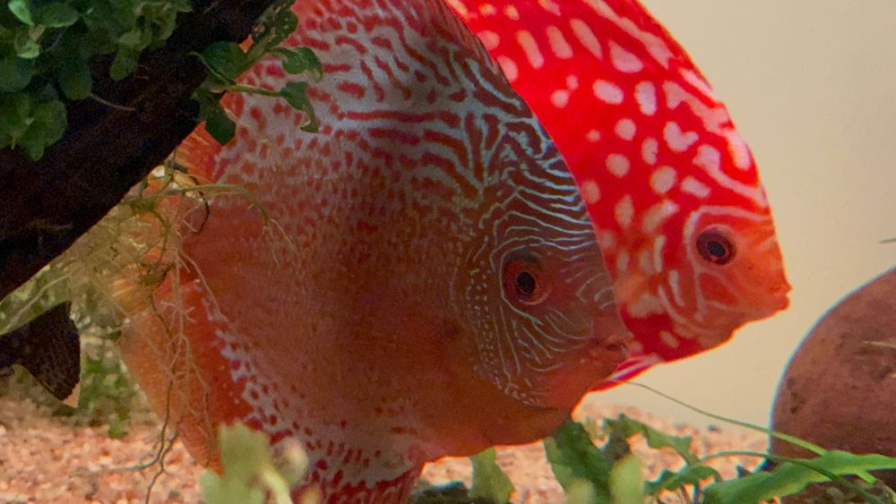 Vand discusi maturi pereche