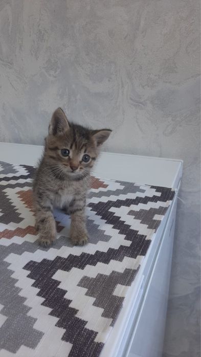 Отдаром даром котят