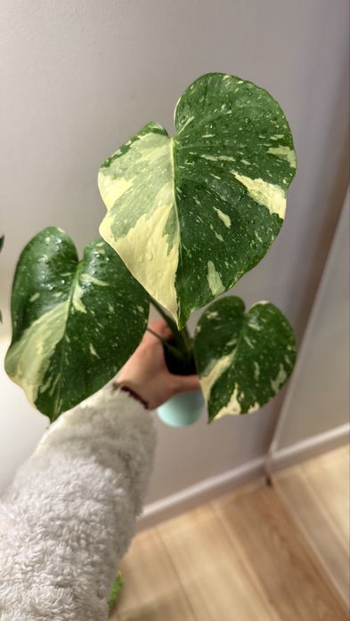 Продам комнатные растения, монстера, фикус, дисхидия