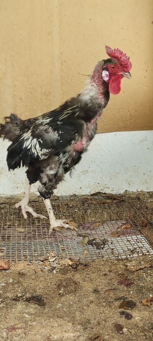 Продам петуха голошейку