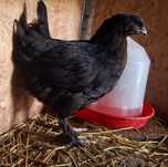 Puicute si cocoși de Marans negru arămiu