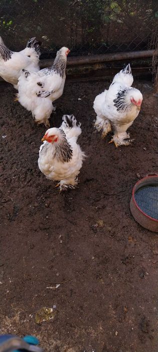 Vând 5 găini Brahma Herminat Deschis