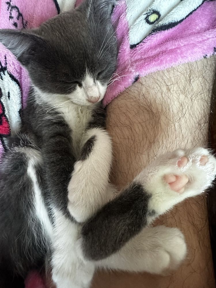 Котенок в добрые руки
