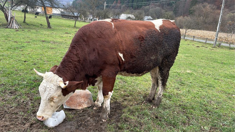 Vând vacă gestantă